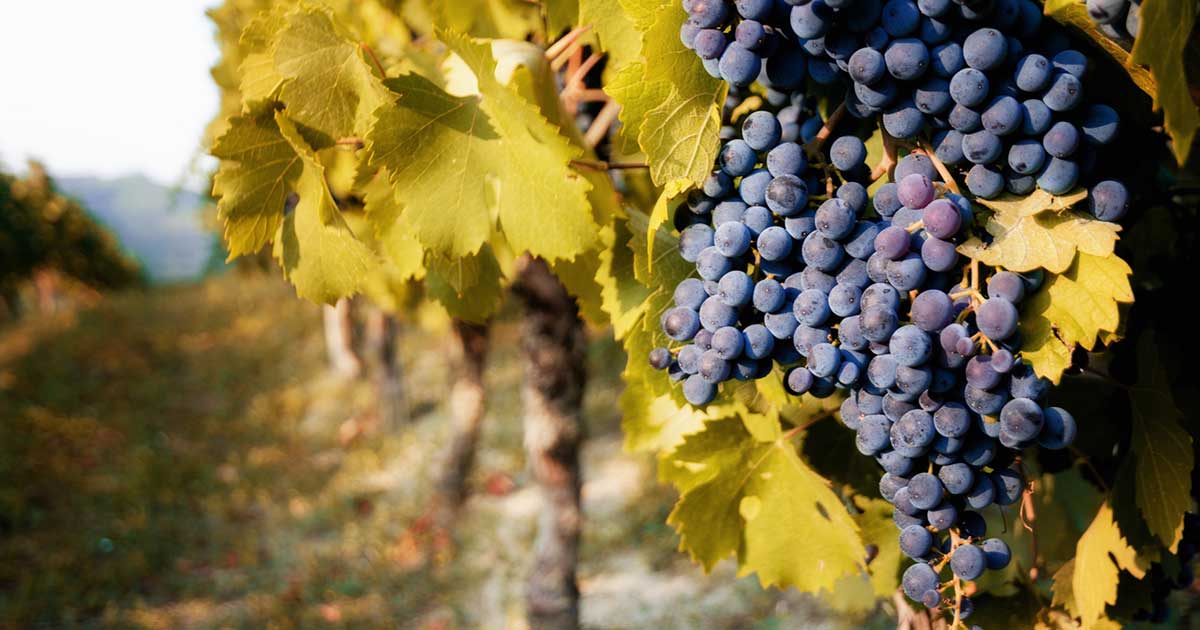 Spotlight on Australian nebbiolo Wine reviews Wine Companion